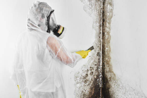 Powell, OH Mold Removal Company