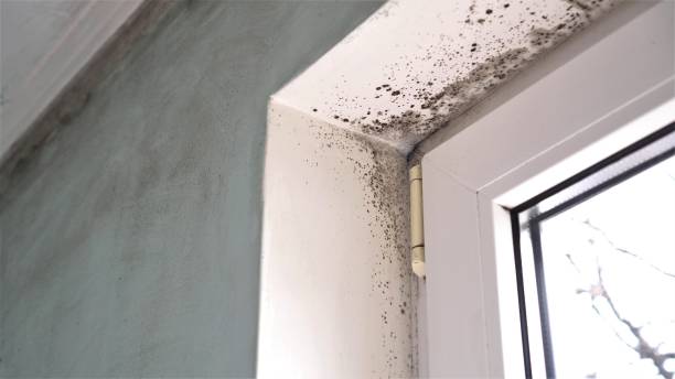 Best Mold Testing  in Powell, OH