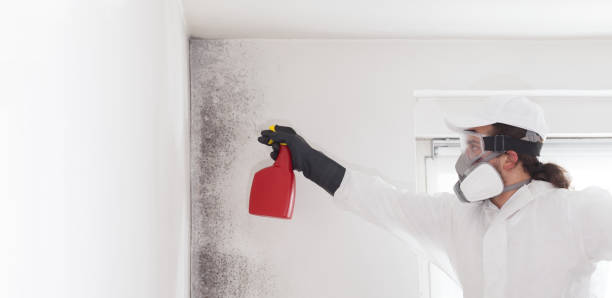 Best Affordable Mold Removal  in Powell, OH