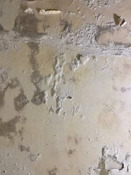 Best Mold Removal Company Near Me  in Powell, OH