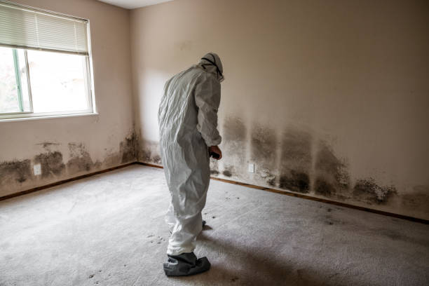 Mold Removal Process in Powell, OH